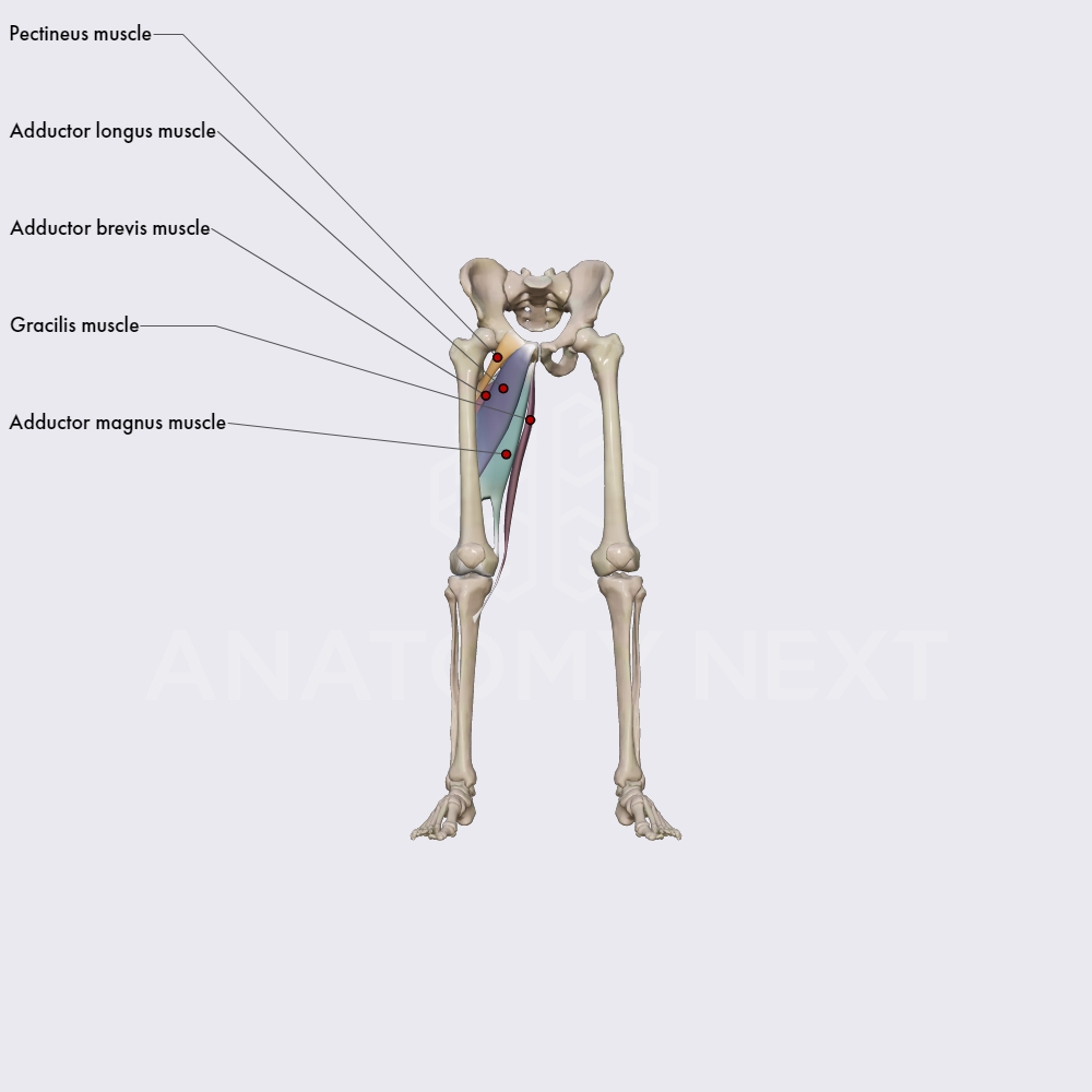 Medial compartment of thigh muscles